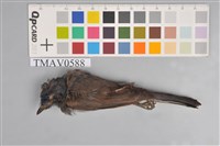 藏品(黑枕藍鶲)的圖片